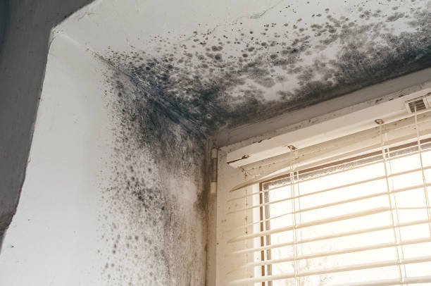 Mold Removal service in Flanders